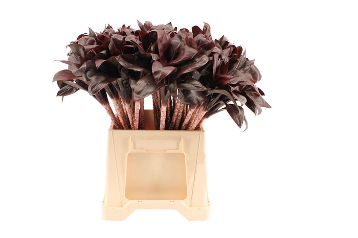 <h4>Cordyline Compacta Black/red</h4>