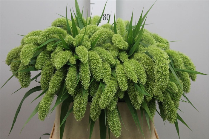 <h4>Setaria It Voll Melk</h4>