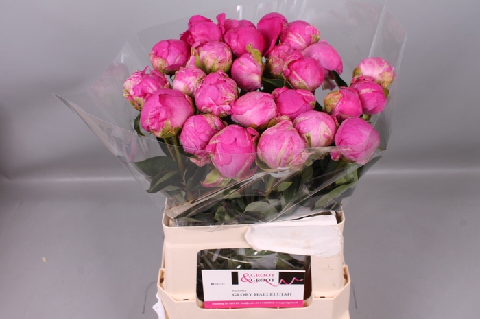 <h4>Paeonia Glory Hallelujah</h4>