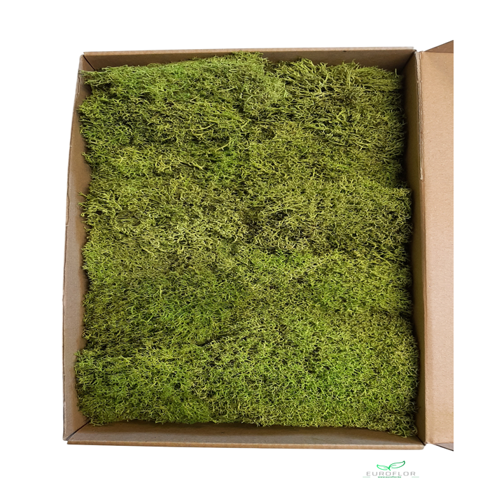 <h4>EGELMOS PRESERVED SPRINGGREEN</h4>