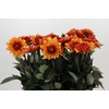 Dahlia Statue of Orange