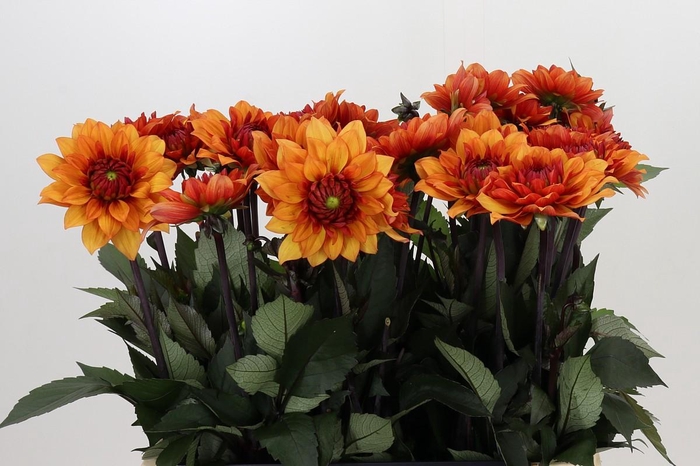 <h4>Dahlia Statue of Orange</h4>