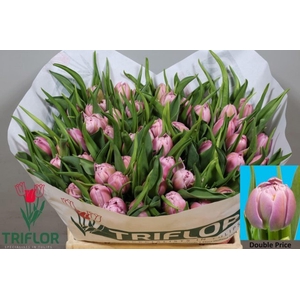 TULIPA DU 'DOUBLE PRICE'