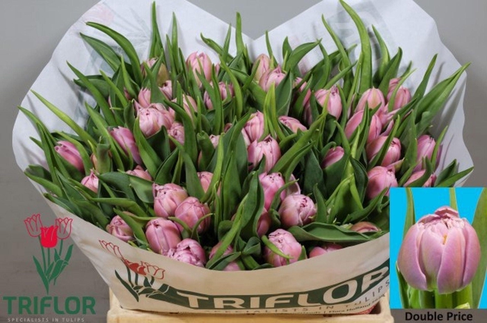 <h4>TULIPA DU 'DOUBLE PRICE'</h4>