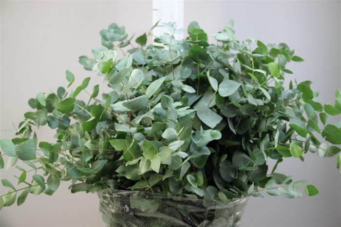 <h4>Euca Cinerea 300 Gr **</h4>