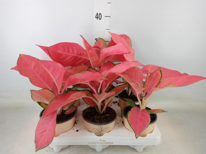 <h4>Aglaonema   ...</h4>