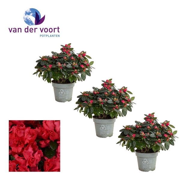 <h4>Azalea 14 cm rood</h4>