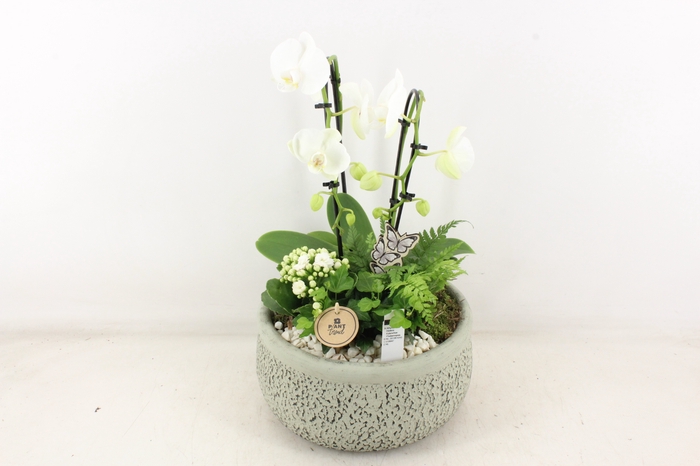 <h4>arr2 PL - Ker. barok groen Phal x2</h4>