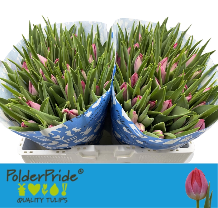 <h4>TU EN JOELLE</h4>