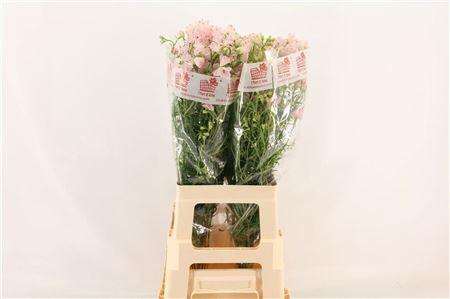 <h4>DELPH EN M SUG PINK</h4>