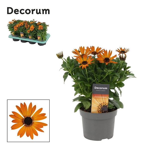 <h4>Osteospermum Margarita Orange Flare</h4>