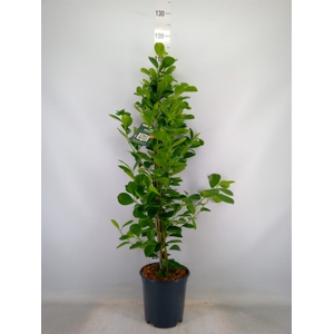 Ficus microcarpa 'Moclame'