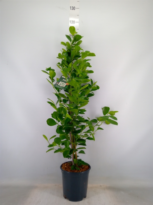 <h4>Ficus microcarpa 'Moclame'</h4>