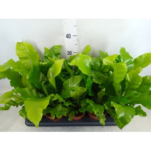 Asplenium nidus