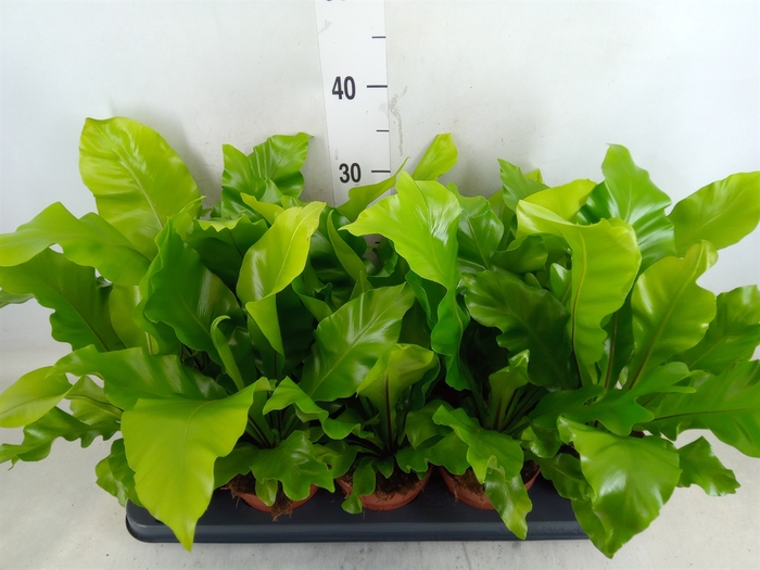<h4>Asplenium nidus</h4>
