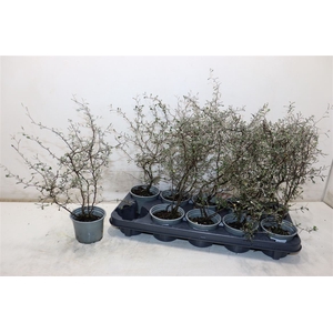 Corokia Cotoneaster