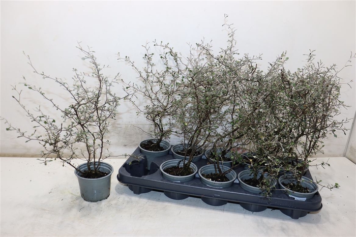 <h4>Corokia Cotoneaster</h4>