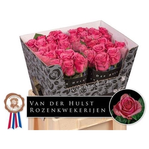 Rosa a grande fleur Kiss Me Kate