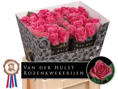 <h4>Rosa a grande fleur Kiss Me Kate</h4>