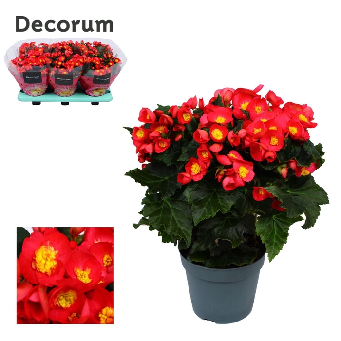 <h4>Begonia Valentino Pink</h4>