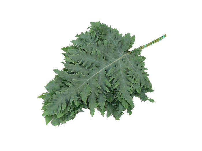 <h4>PHLEBODIUM RUCULA SUPER</h4>