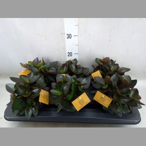 Peperomia clusiifolia 'Red Margin'