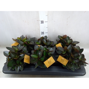 Peperomia clusiifolia 'Red Margin'