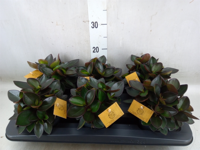 <h4>Peperomia clusiifolia 'Red Margin'</h4>