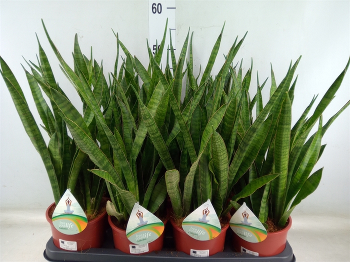 <h4>Sansevieria zeylanica 'Greenline'</h4>