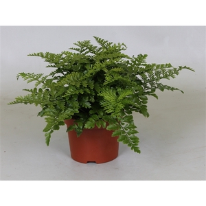 Asplenium parvati