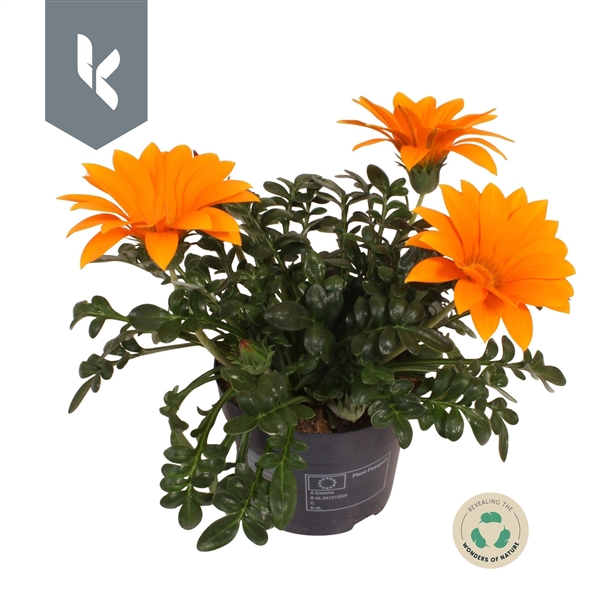 <h4>Gazania The Grand Orange</h4>