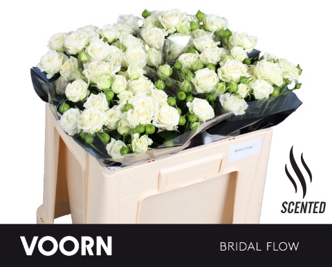 <h4>R TR BRIDAL FLOW 50cm.</h4>