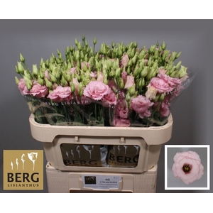 Lisianthus Alissa Light Pink