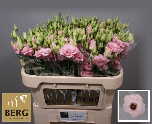 Lisianthus Alissa Light Pink