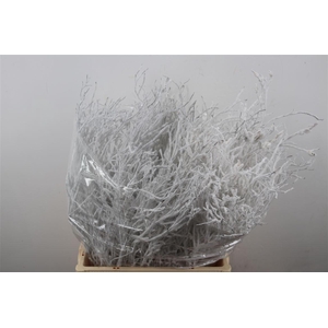 Bosbes Vlok White 5x10 Tak Bunch