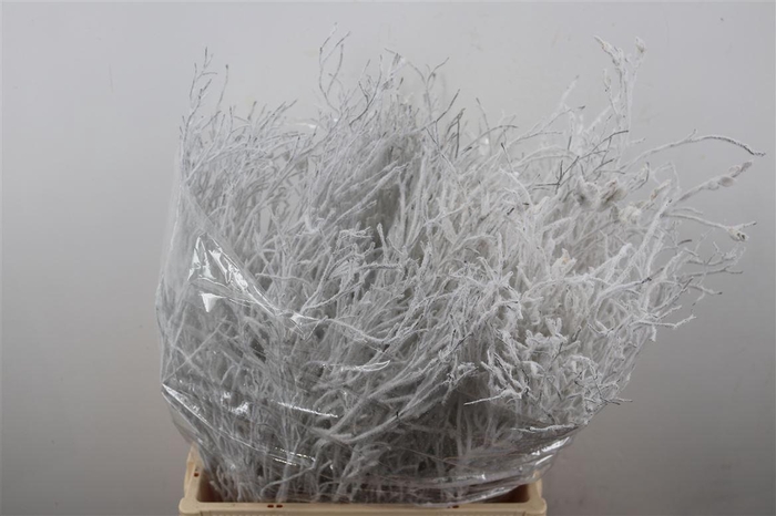 <h4>Bosbes Vlok White 5x10 Tak Bunch</h4>