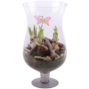 Bulbs Arr. Narcis Glass Cognac Ø17cm