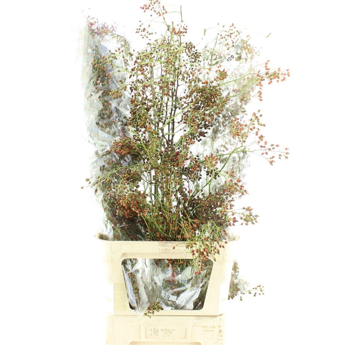 <h4>Rosa Corallo Green Orange</h4>