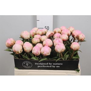 Paeo Pillow Talk L-rose