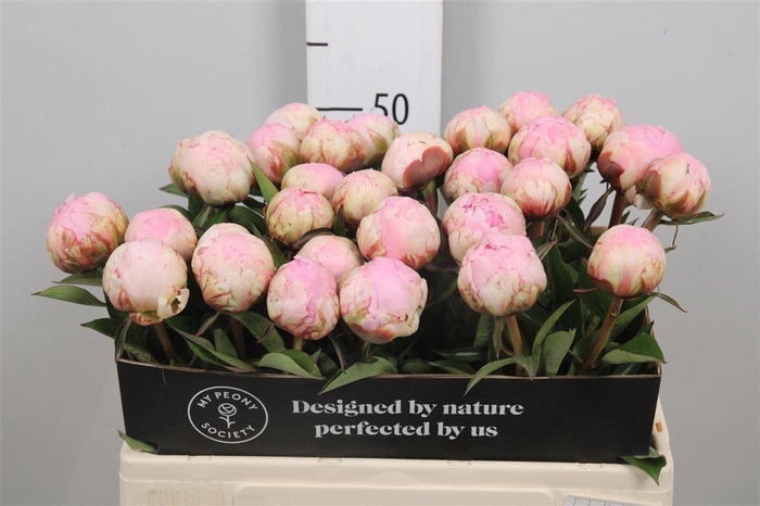 <h4>Paeo Pillow Talk L-rose</h4>