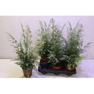 Pteris Evergemienis