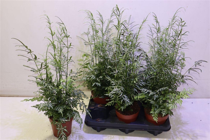 <h4>Pteris Evergemienis</h4>