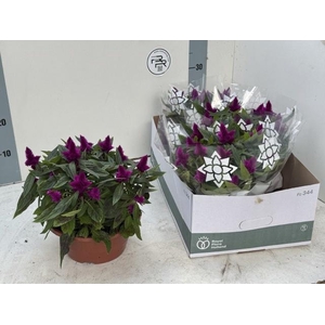 CEL KOSMO PURPLE RED