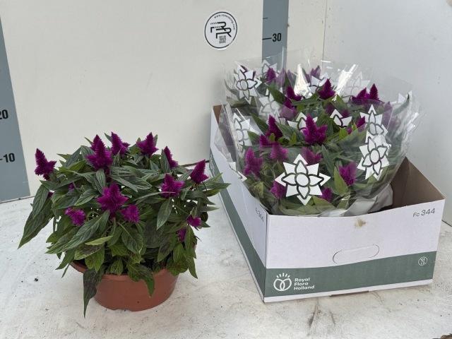 <h4>CEL KOSMO PURPLE RED</h4>