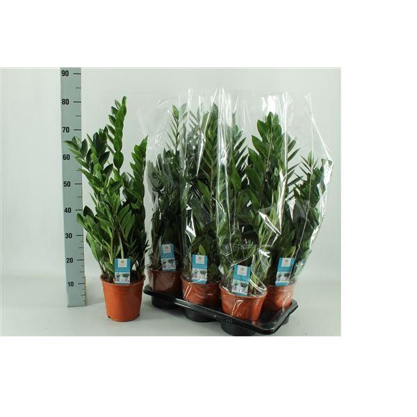 <h4>ZAMIOCULCAS ZAMIIFOL</h4>