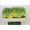Antirrhinum Opus Yellow