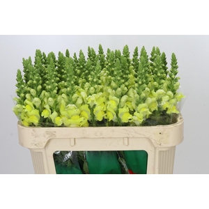 Antirrhinum Opus Yellow