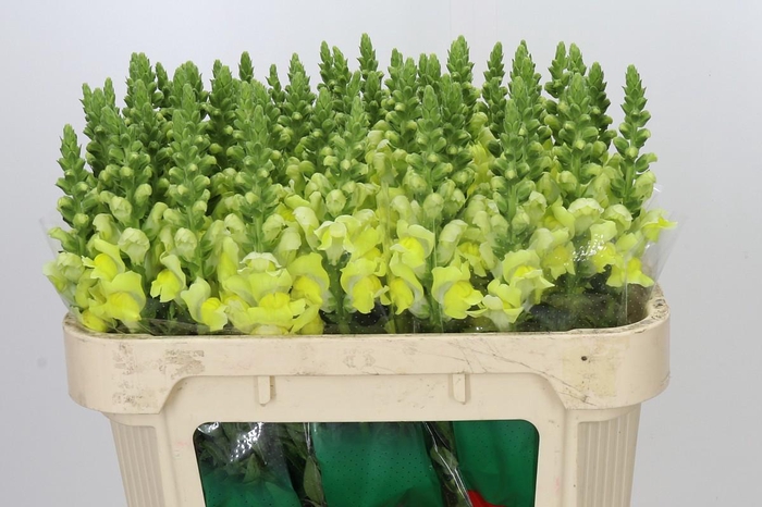 <h4>Antirrhinum Opus Yellow</h4>