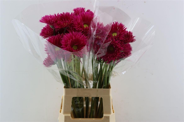 <h4>Ge Gr Spi Kaa</h4>