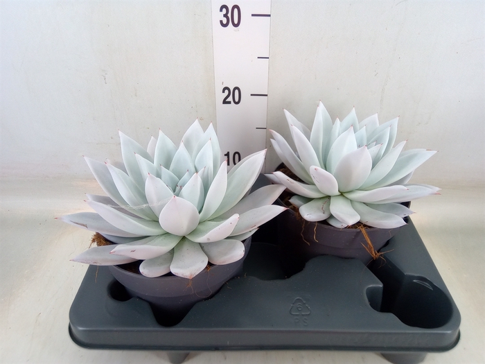 <h4>Echeveria  'Mexican Giant'</h4>